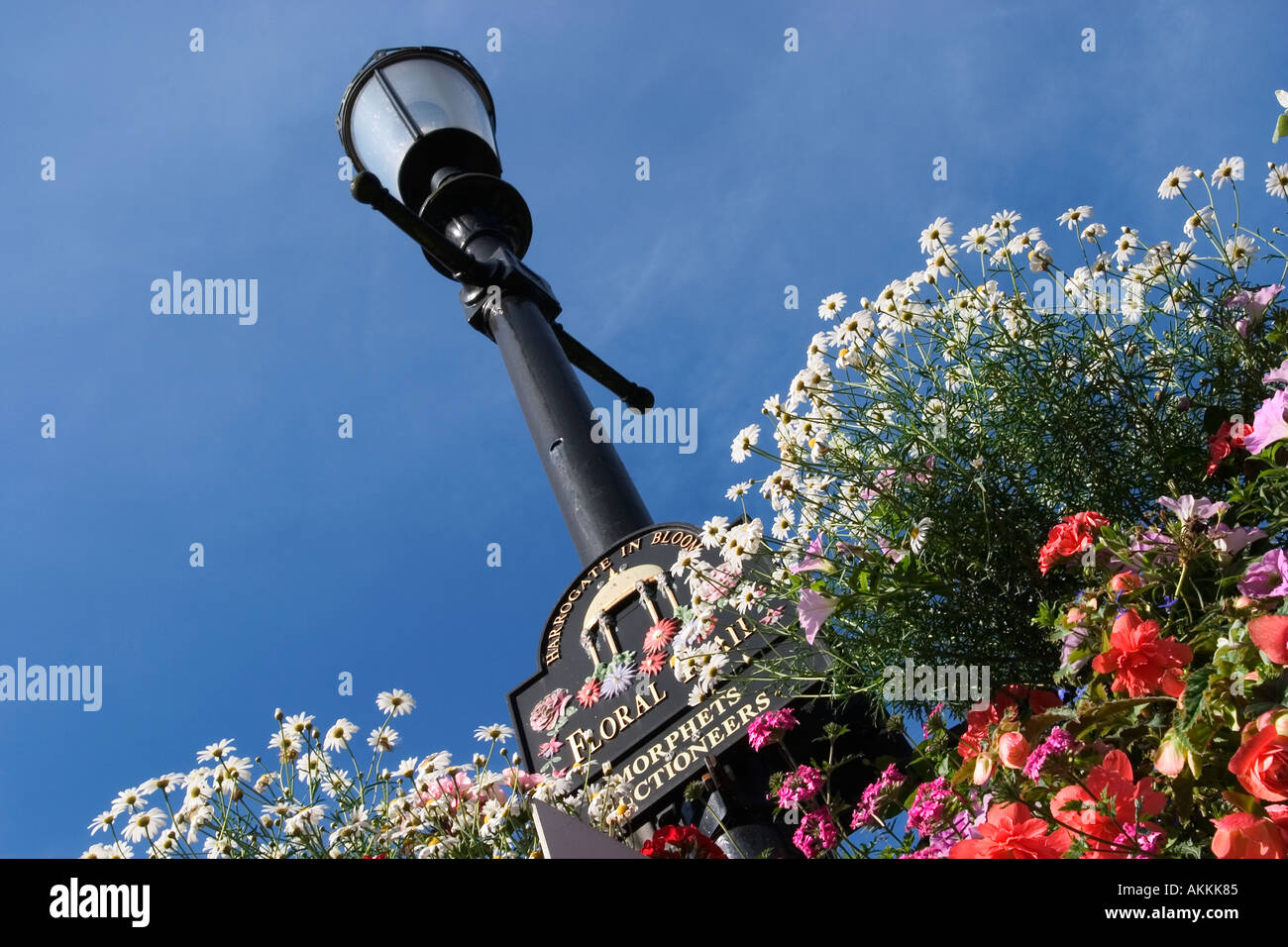 Harrogate in Bloom Floral Trail Flower Displays on a Lamppost in the Montpellier Quarter North Yorkshire England Stock Photo