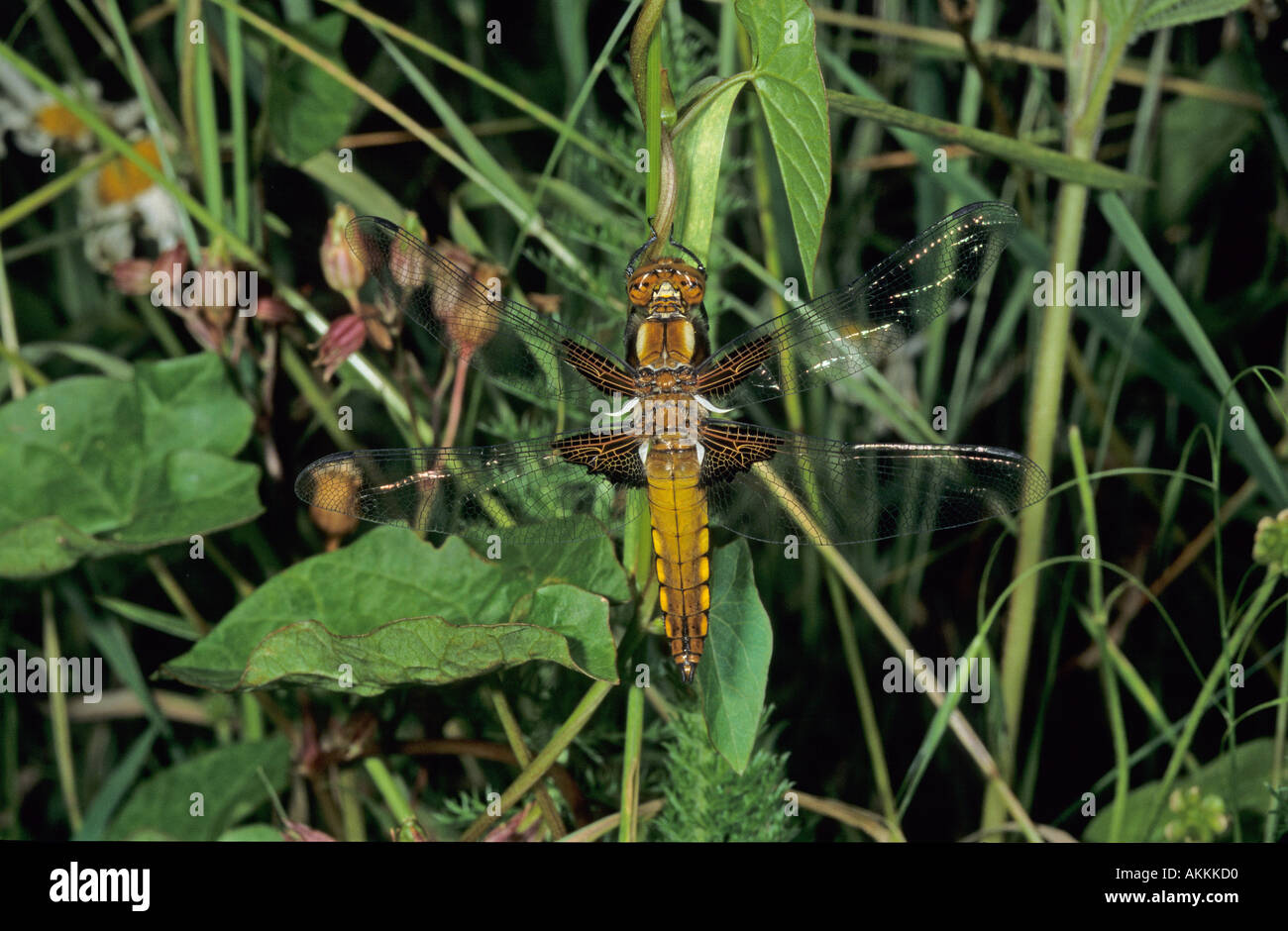 Dragonfly Broad Bodied Chaser libellula depressa freshly emerged Stock Photo