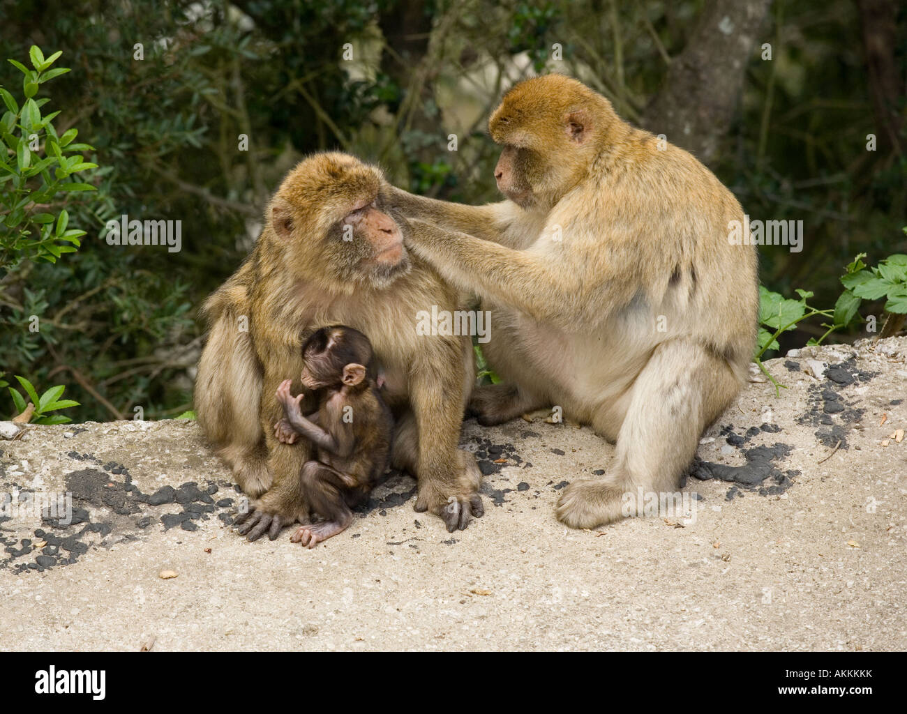 Barbary Apes grooming, Gibraltar Stock Photo