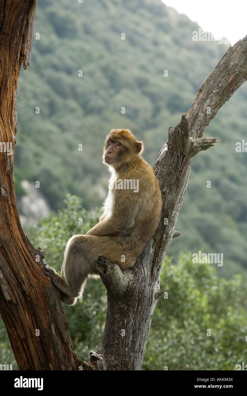 Portrait of a Barbary Ape, Gibraltar Stock Photo