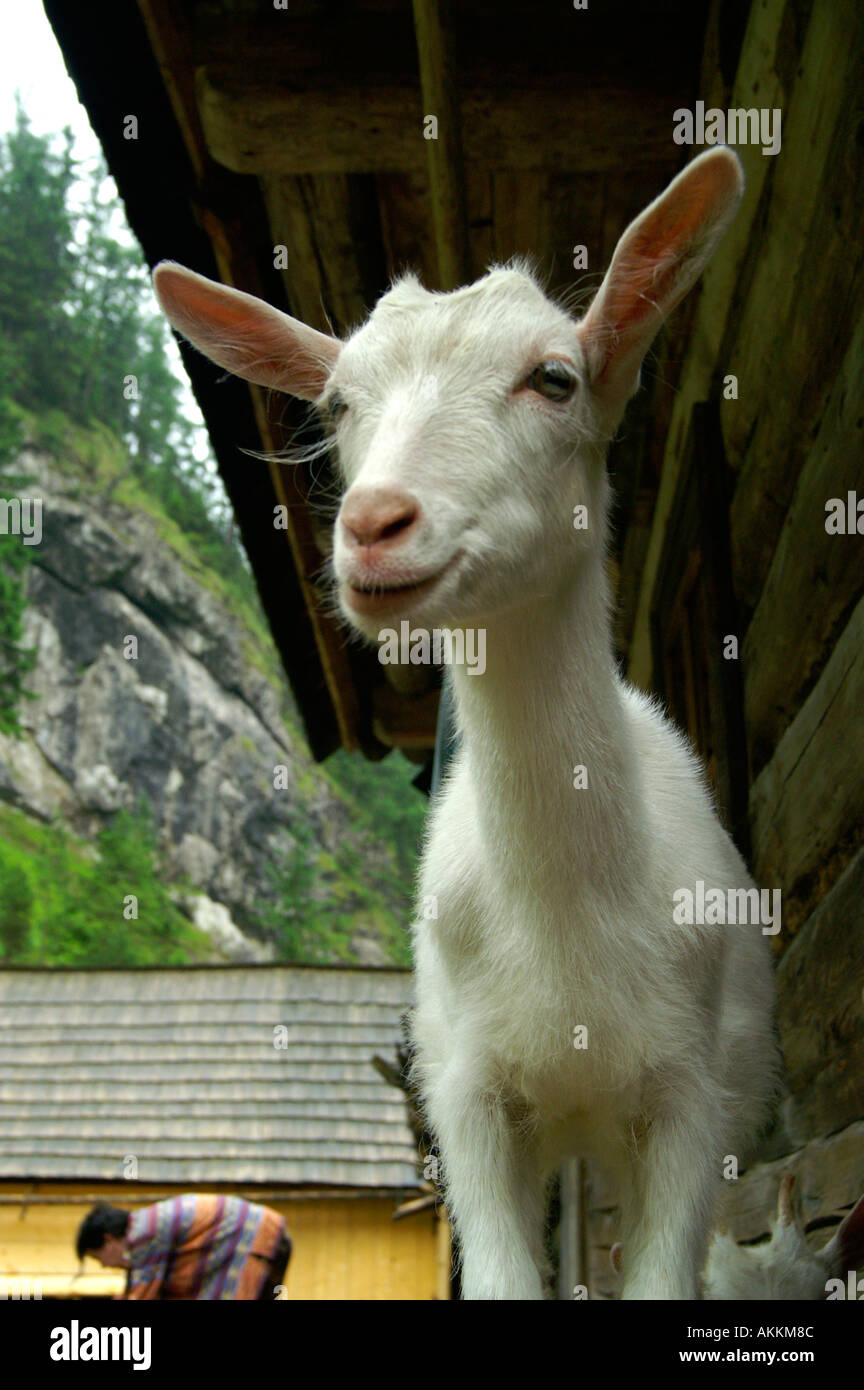 Goat making funny faces Stock Photo