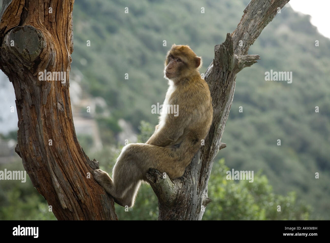 Portrait of a Barbary Ape, Gibraltar Stock Photo