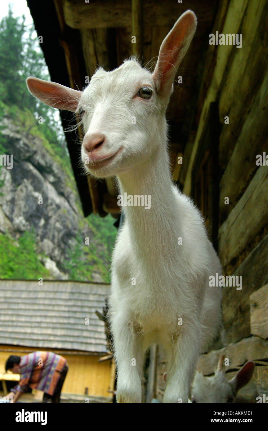 Goat making funny faces at Oblazy mill, Slovakia Stock Photo