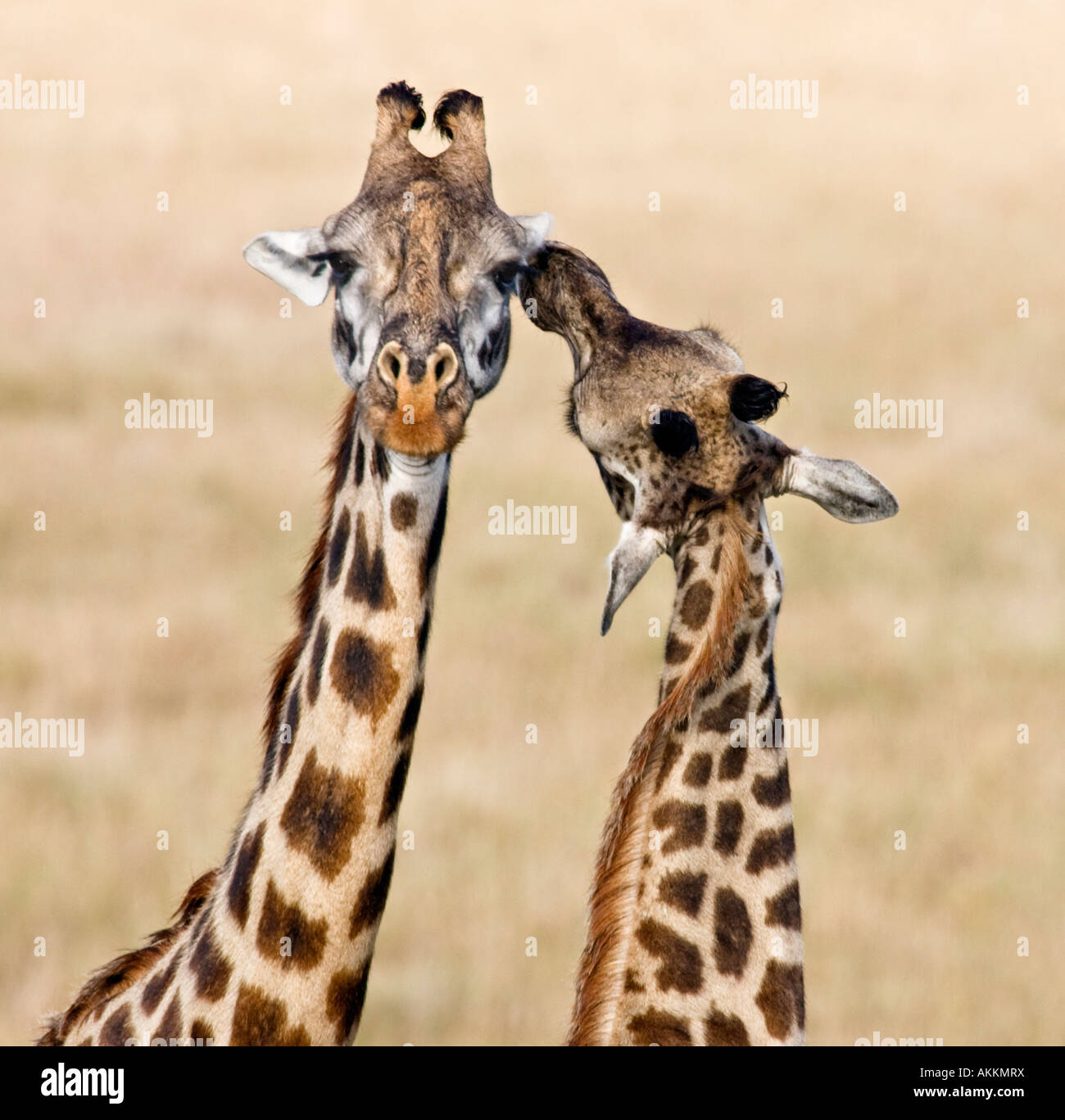 Masai Giraffes interact with one another, Masai Mara, Kenya. Stock Photo