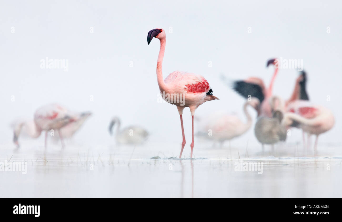 Lesser Flamingo poses at Lake Nakuru, Kenya. Stock Photo