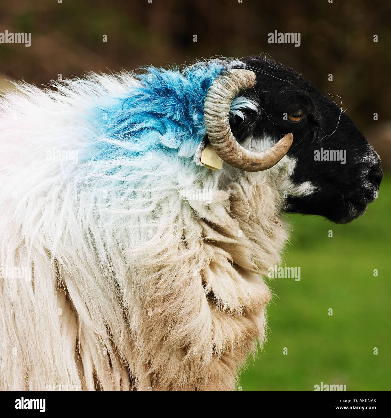 Sheep with Blue Paint Behind Head Dingle Peninsula County Kerry Ireland