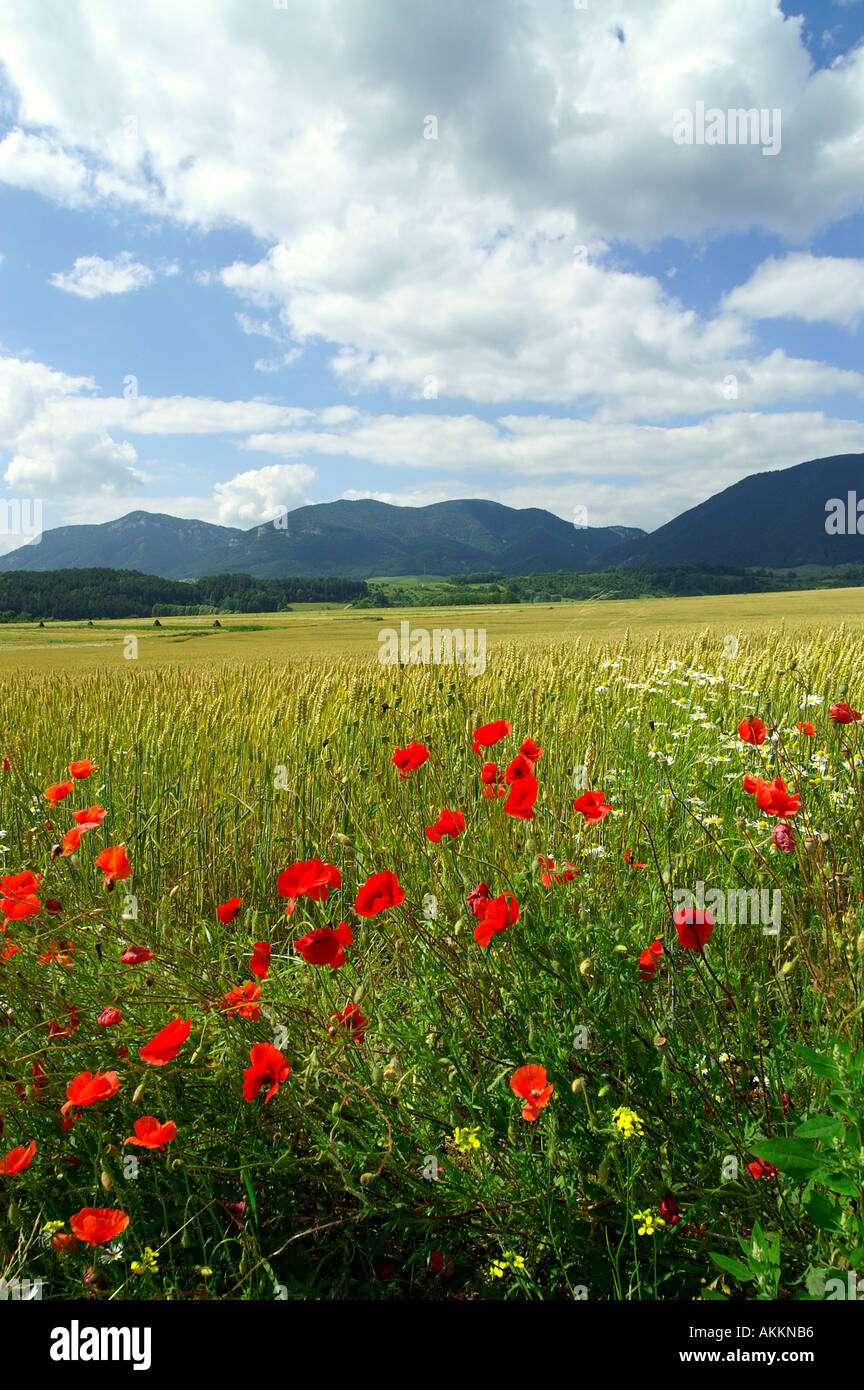 Common Poppy and filed agriculture in Liptov area in Slovakia Stock Photo