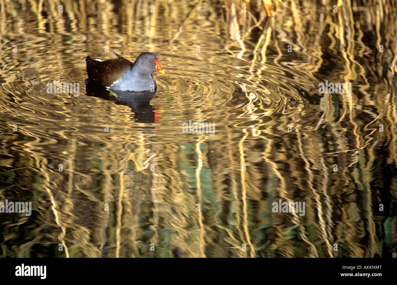 Moorhen in reed pond Stock Photo