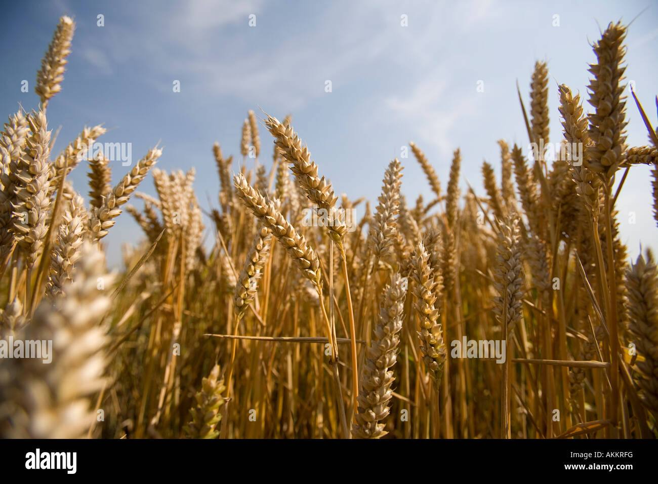 Corn (maize) Stock Photo