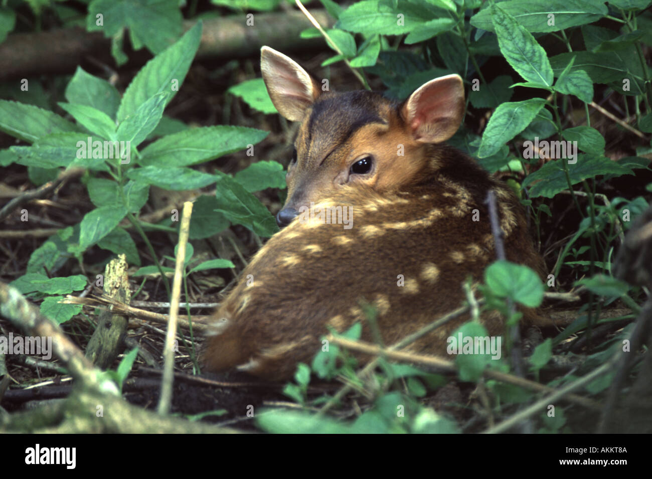 Baby muntjac deer hires stock photography and images Alamy