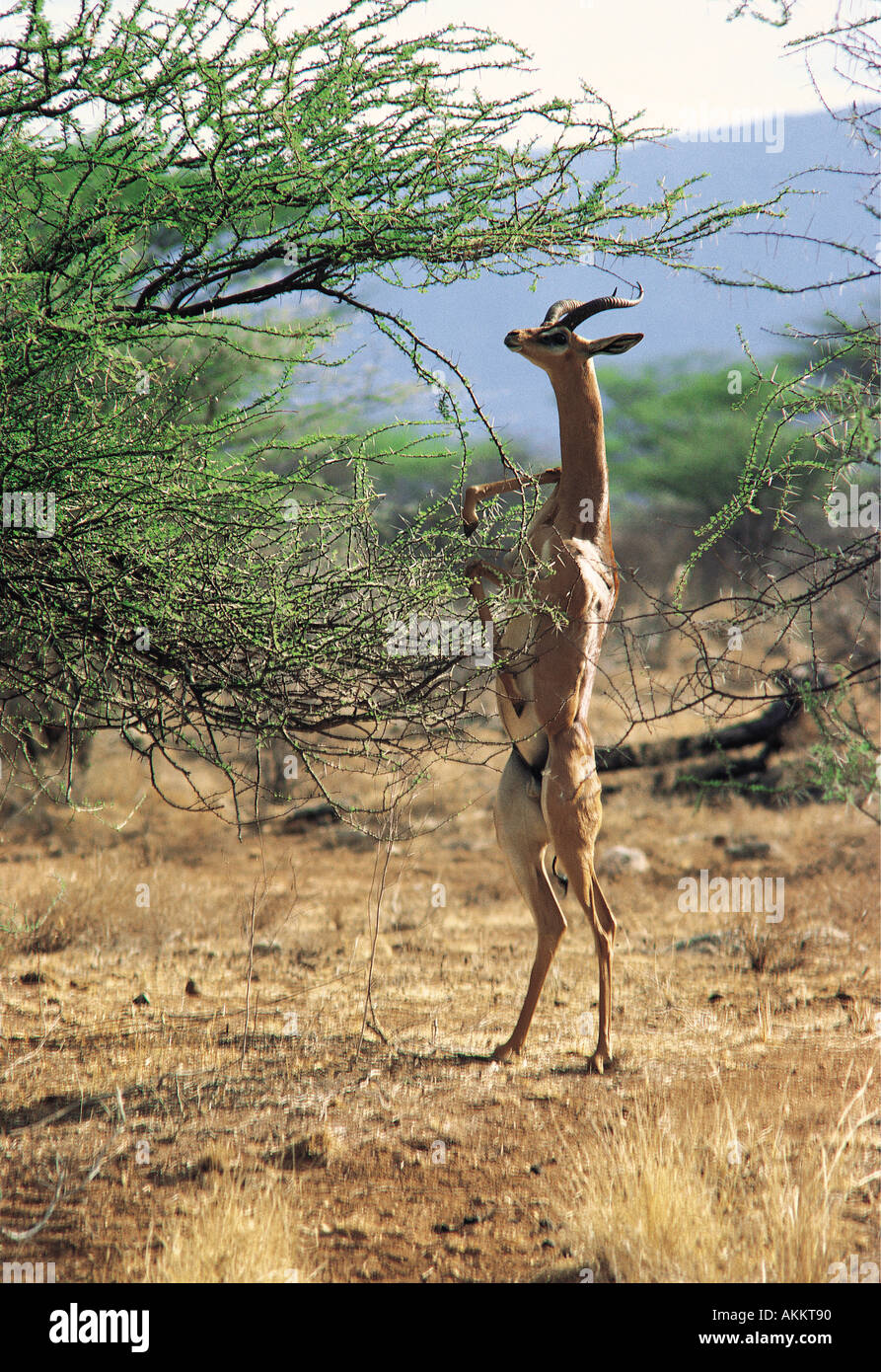 Male Gerenuk browsing on an acacia bush by standing on its hind legs Stock Photo