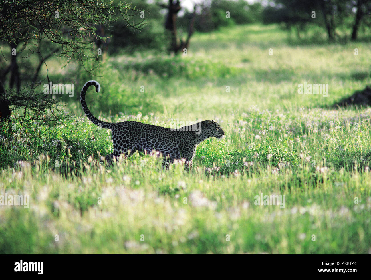 Leopard walking through long grass at the start of its evening hunt Samburu National Reserve Kenya East Africa Stock Photo