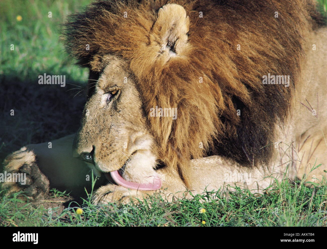 Male lion licking his paw whilst grooming himself Masai Mara National Reserve Kenya East Africa Stock Photo
