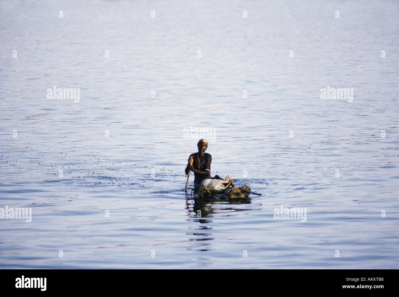 El Molo man paddling his log raft with a tethered goat lying on it El Molo Bay northern Kenya East Africa Stock Photo