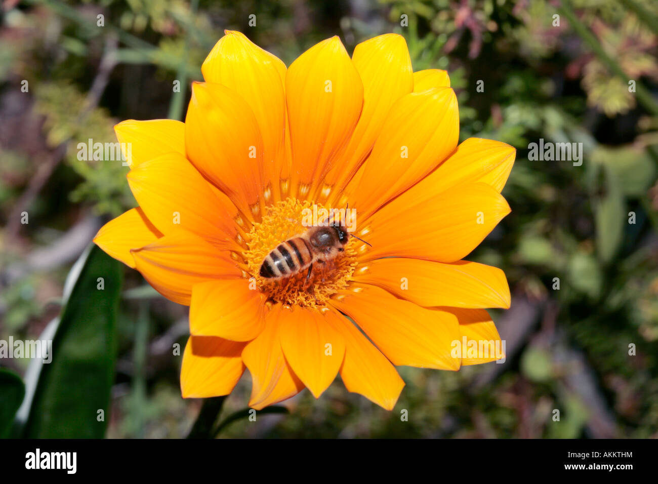 Gazania/Treasure Flower and Honey Bee Family Asteraceae Gazania rigida hybrid and Apis