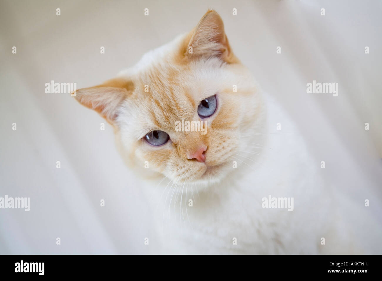 Colorpoint Shorthair Cat High Resolution Stock Photography And Images Alamy