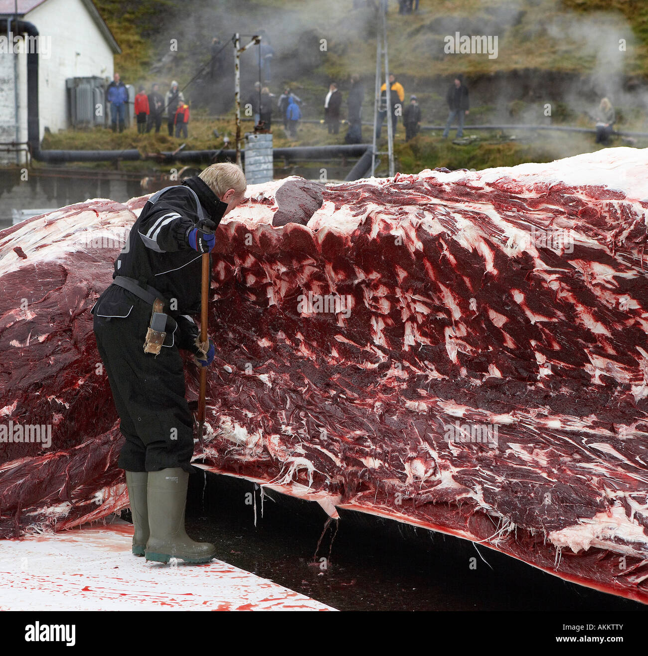whaler-cutting-meat-of-hunted-fin-whale-AKKTTY.jpg