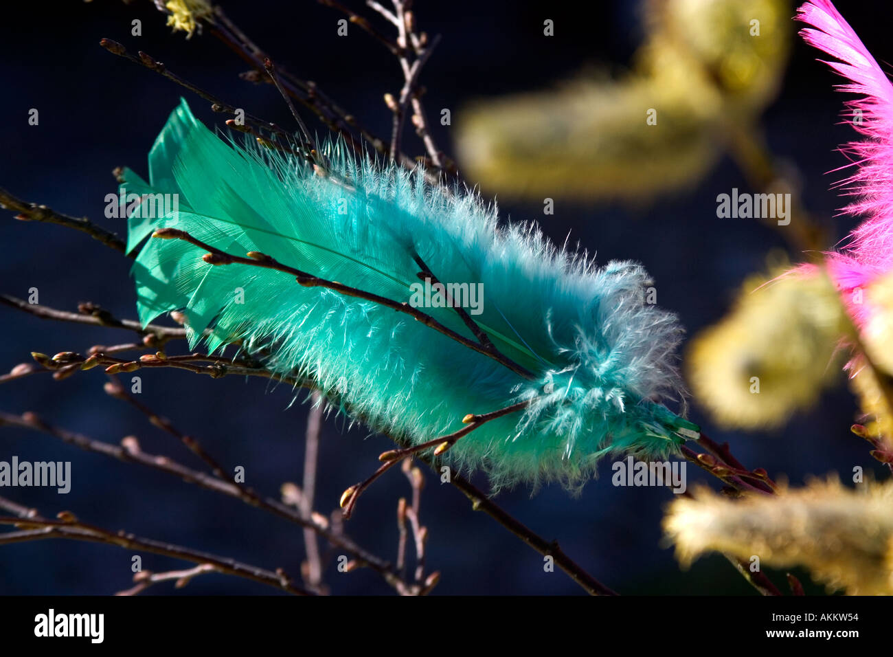 Sprigs of Osier and birch twigs with turquoise feathers Stock Photo