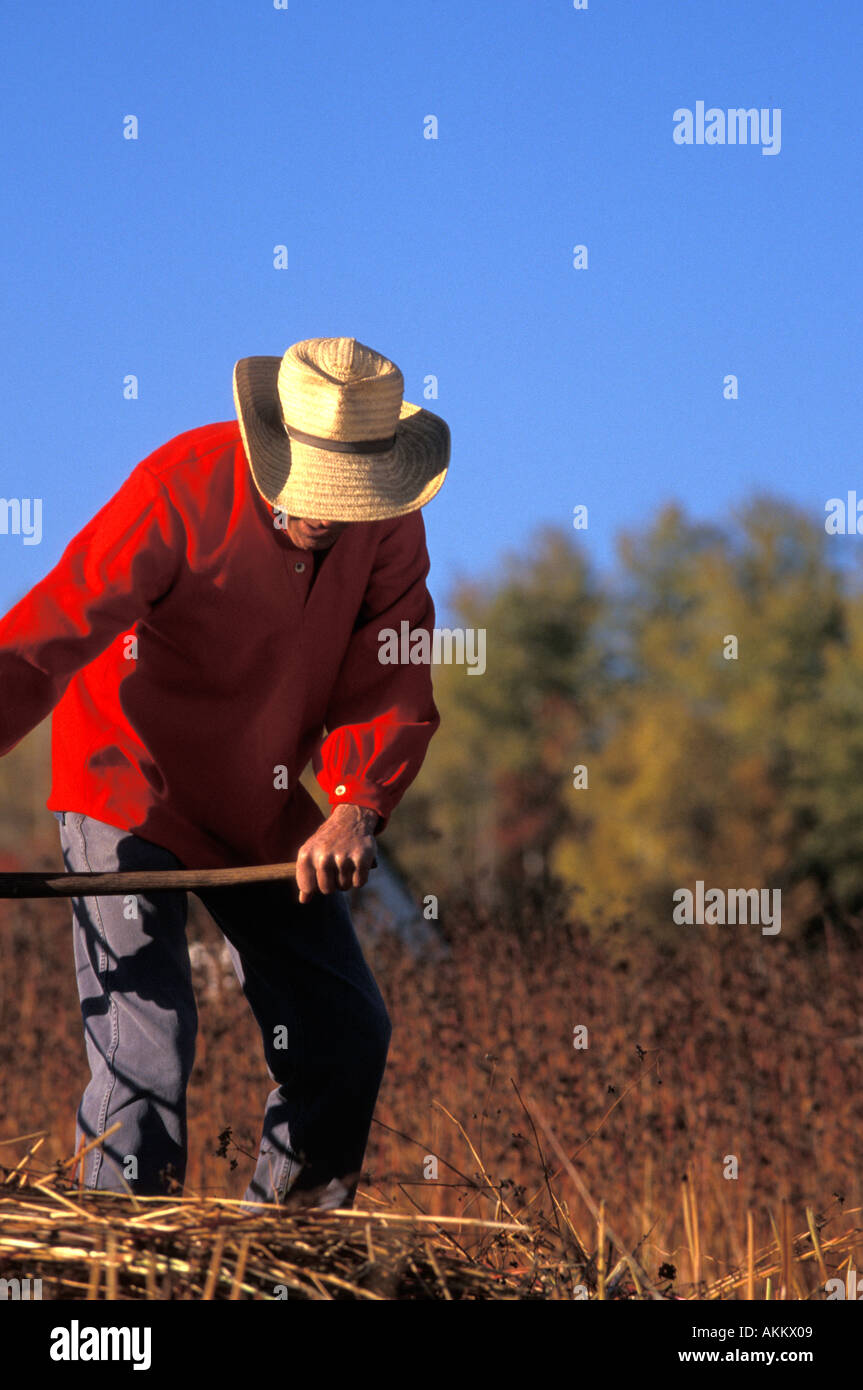 Man dressed up like a 19th century farmer with red coat and straw hat harvesting buckwheat with a scythe Stock Photo