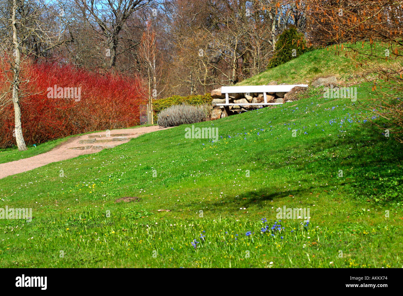 White garden bench with green grass, scilla siberica and red dogwood Stock Photo