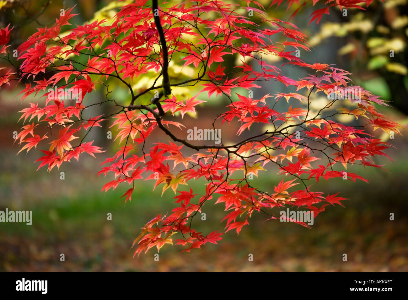 Autumn foliage colours of Japanese acer maple at Westonbirt Arboretum, Tetbury, Gloucestershire, England, UK Stock Photo