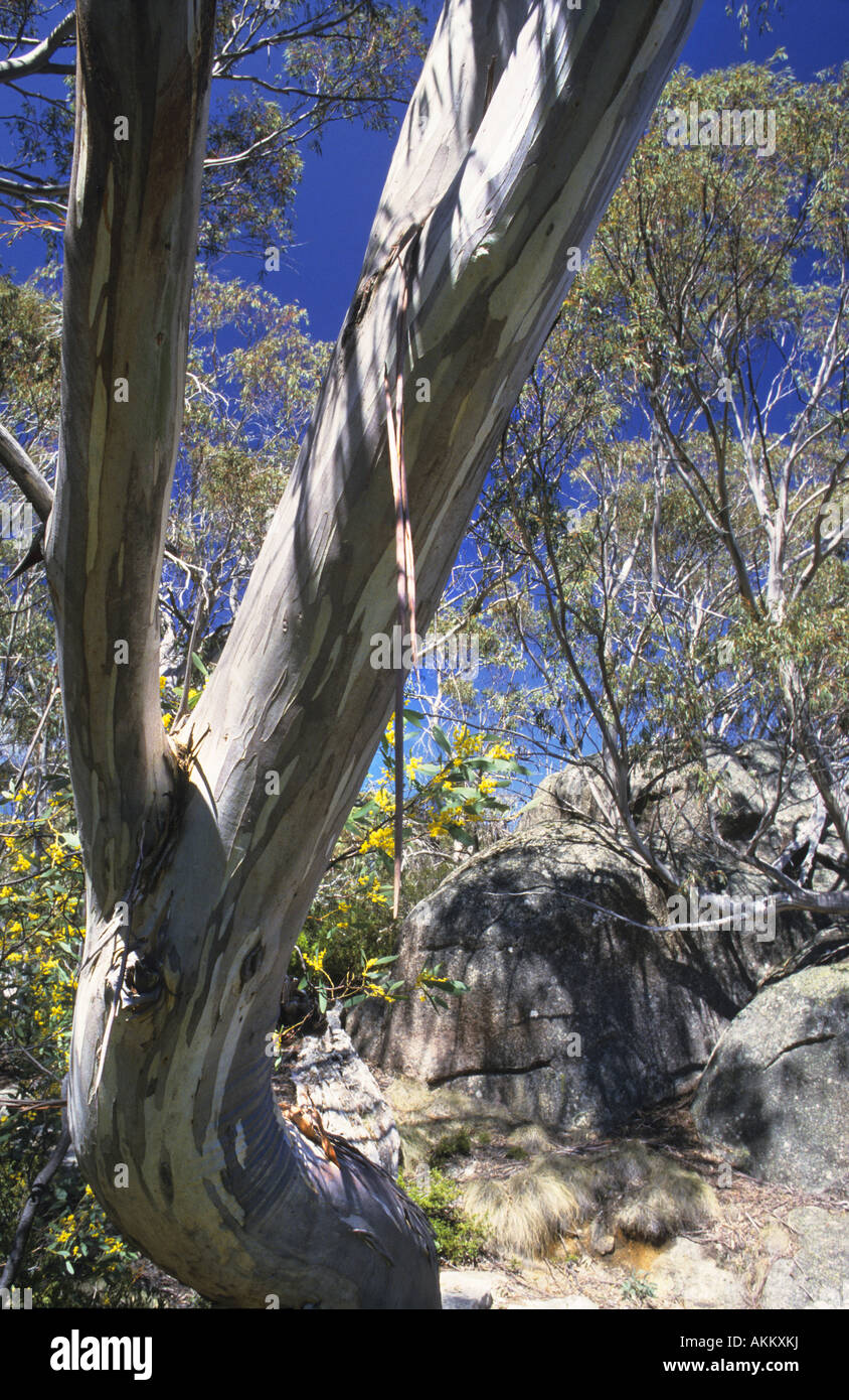 Snow Gum Eucalyptus pauciflora Mount Buffalo National Park Australia Stock  Photo - Alamy