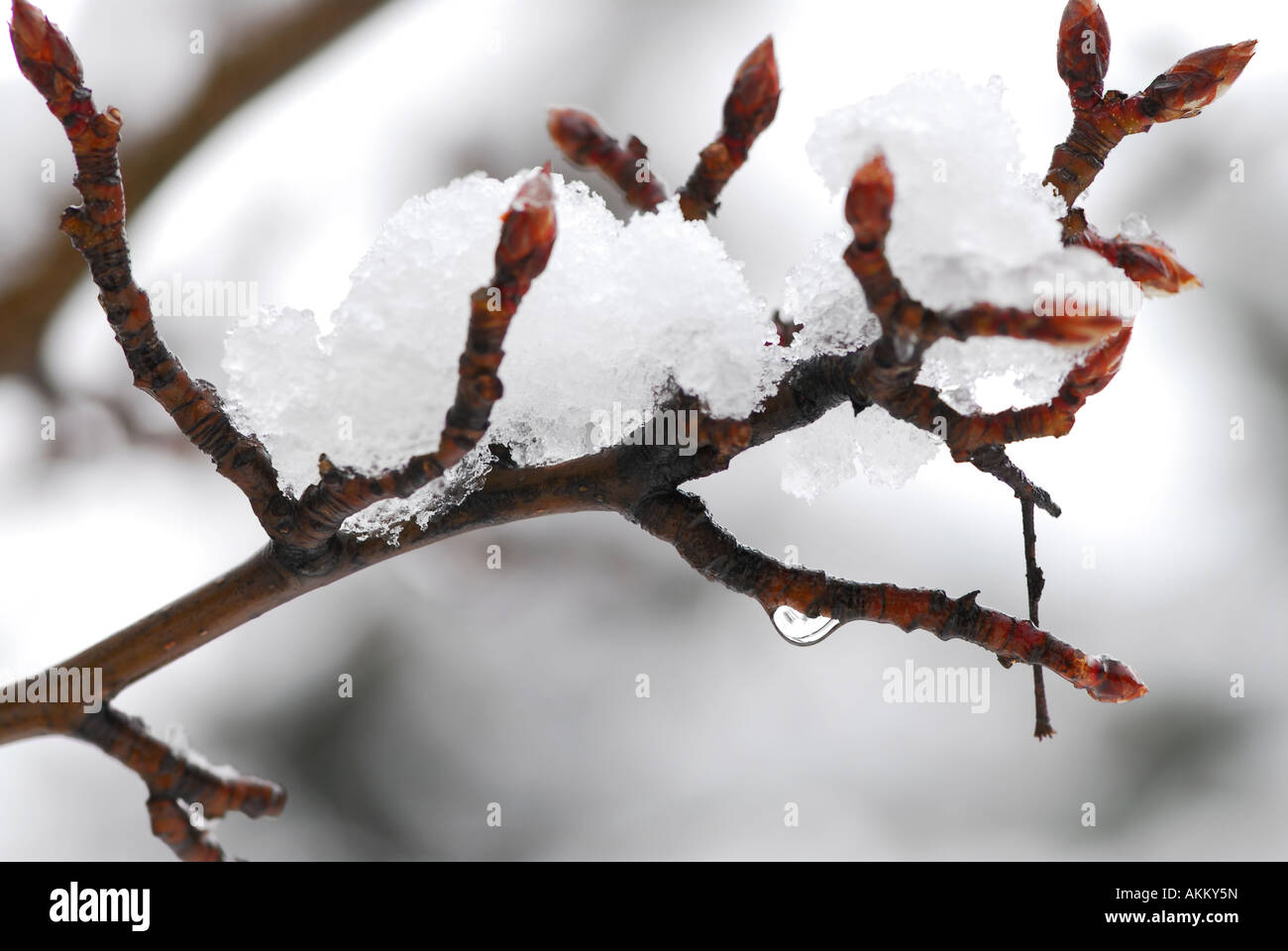 Snow covered tree branch in winter park closeup Stock Photo