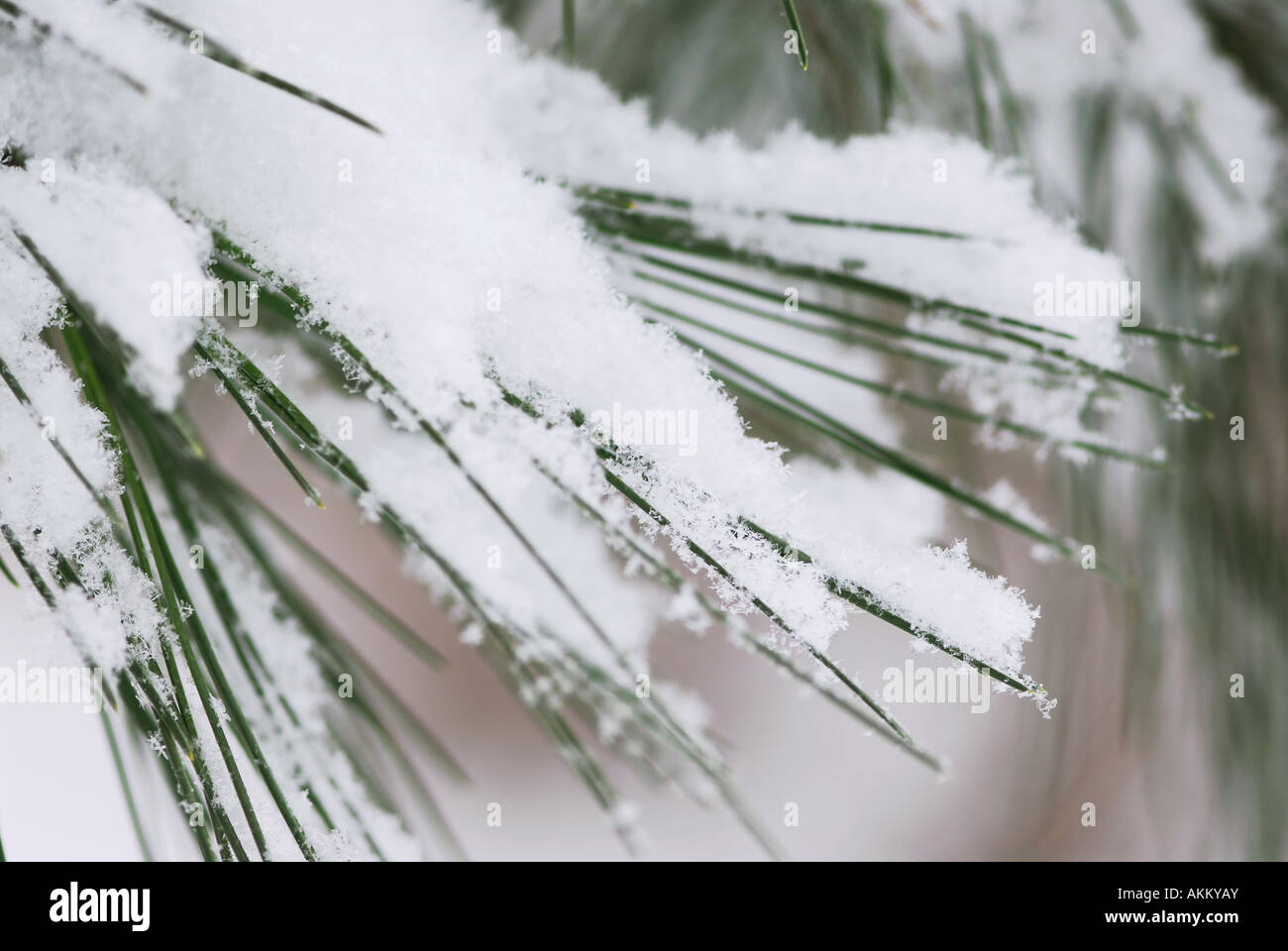Pine needles covered with fluffy snow macro with snowflakes visible ...