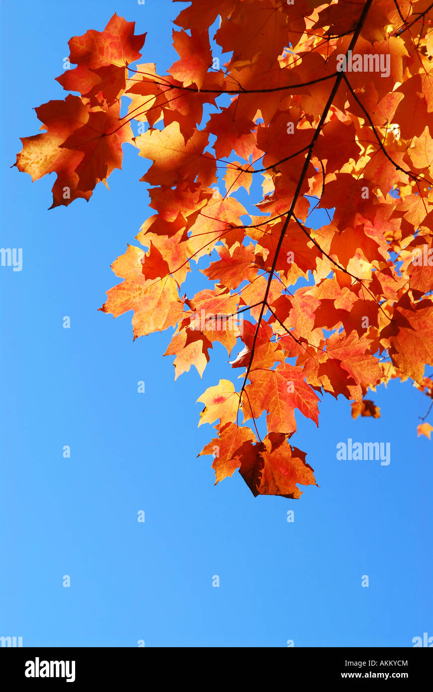 Red fall maple tree leaves on blue sky background Stock Photo - Alamy