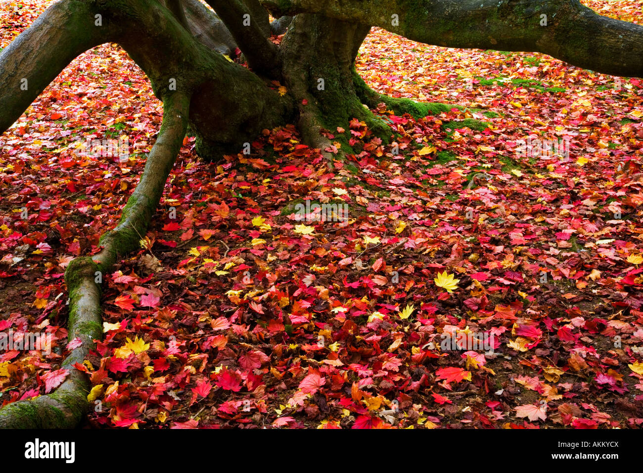 In a carpet of leaves hi-res stock photography and images - Alamy