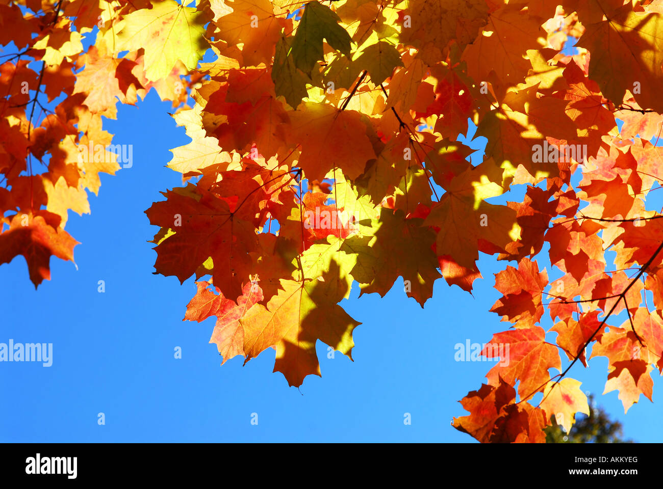 Red fall glowing maple tree leaves on blue sky background Stock Photo ...