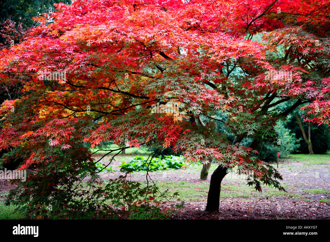 Autumn Foliage Colours Of Japanese Acer Maple At Westonbirt Arboretum 