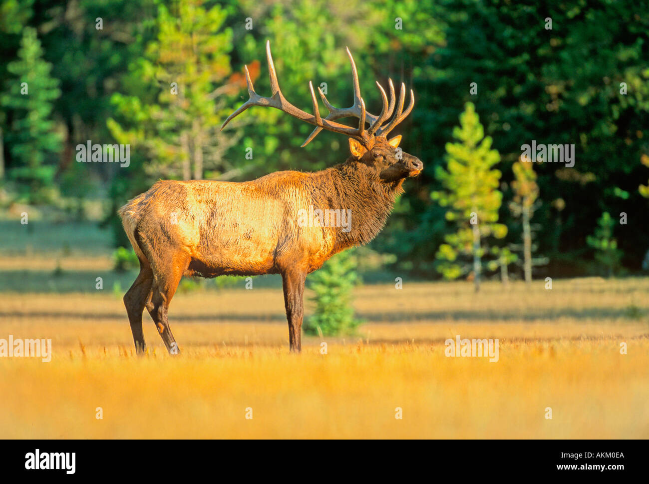 Bull Elk 7 Stock Photo