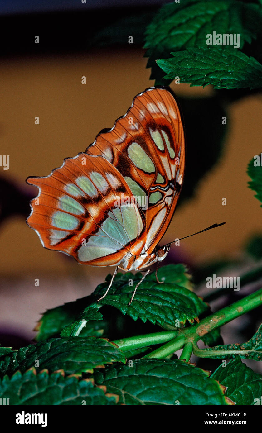 Malachite Butterfly Siproeta stelenes Costa Rica Stock Photo