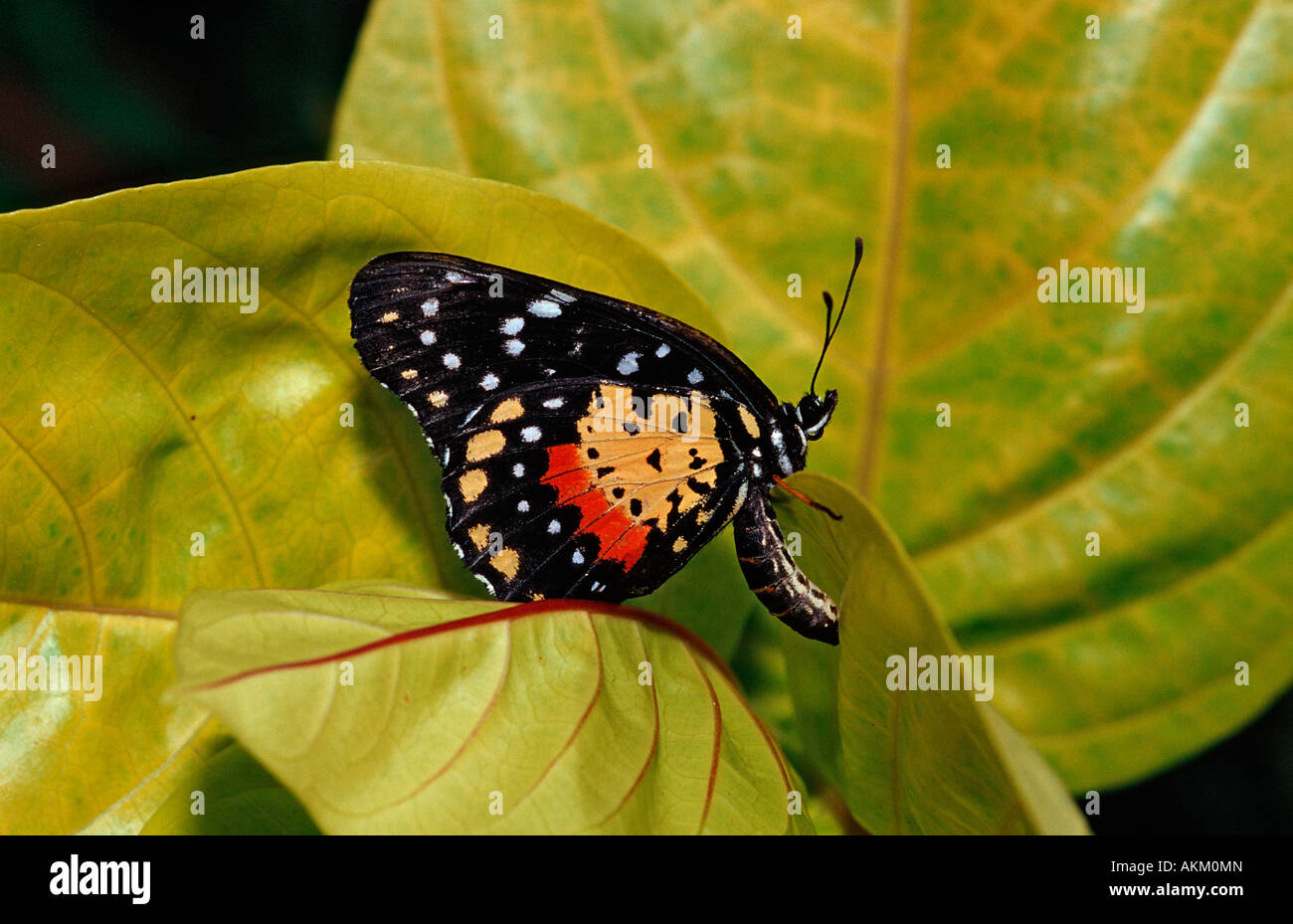Tropical butterfly Costa Rica Stock Photo