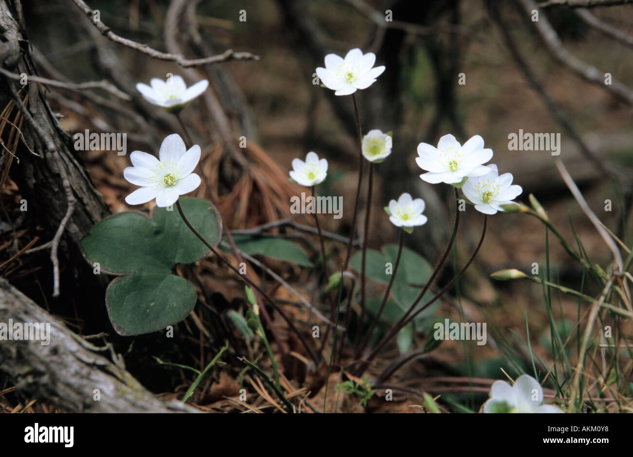 Close up of white Liverleaf Hepatica nobilis flowers Pyrenees Catalonia Spain Stock Photo