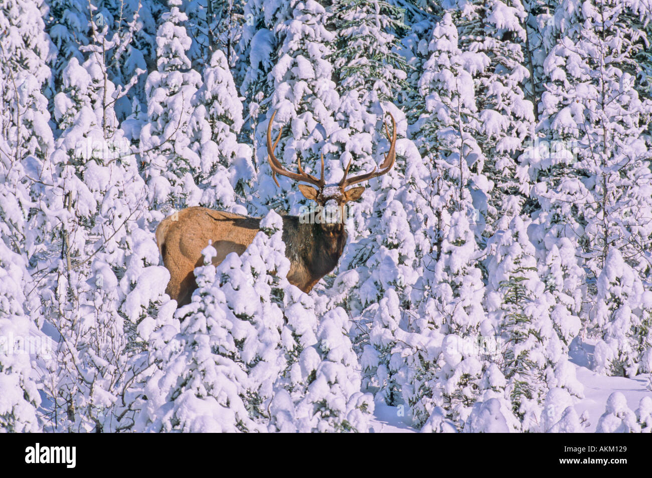 Bull Elk in the snow 15 Stock Photo
