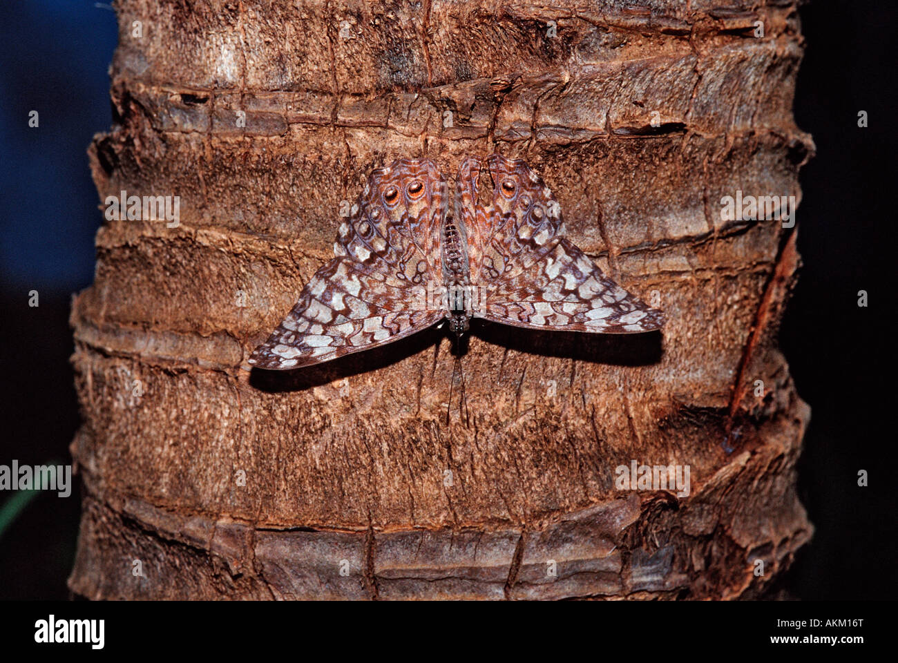 Hamadryas butterfly Gray Cracker butterfly Hamadryas februa Honduras Stock Photo