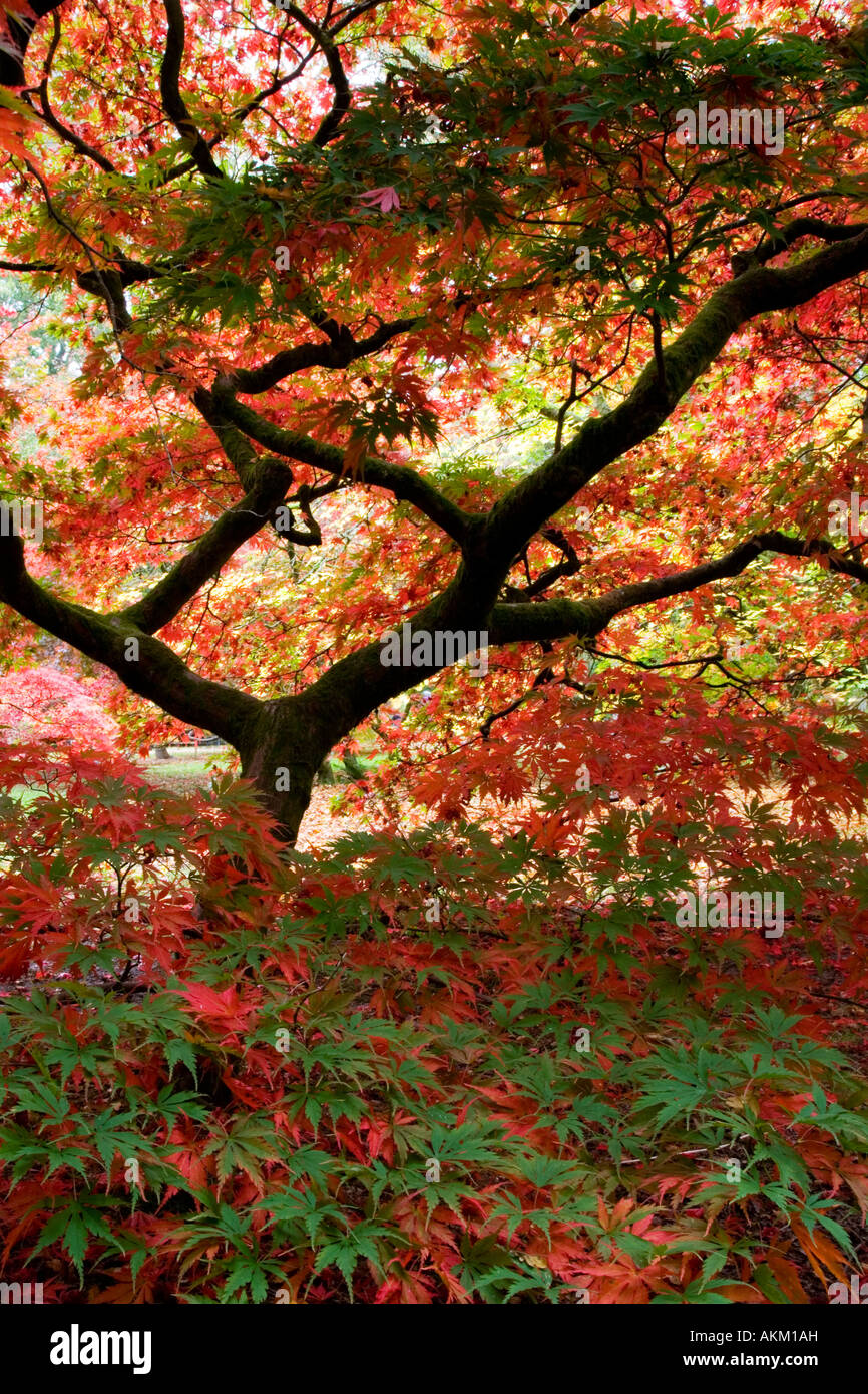 Japanese maple hi-res stock photography and images - Alamy
