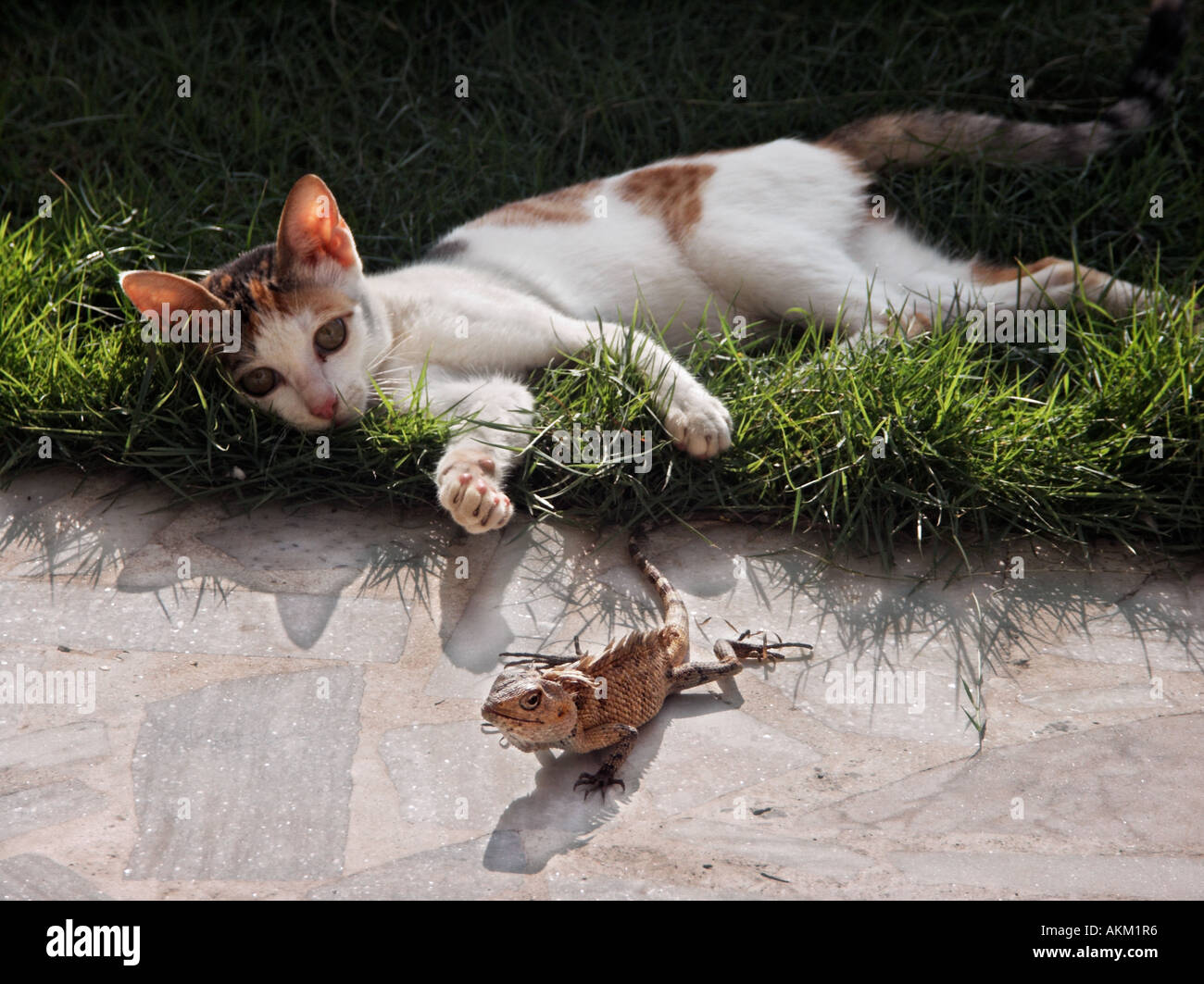 cat and gecko