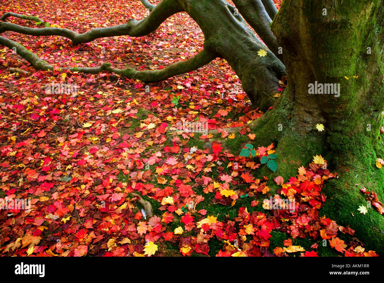 Tree root hi-res stock photography and images - Alamy
