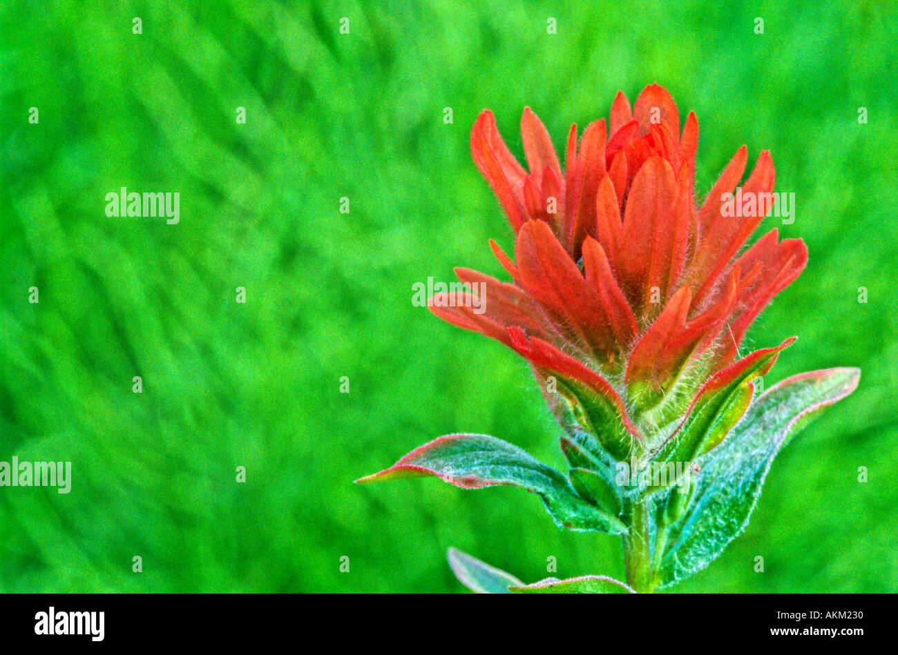 Indian paint brush 3 Stock Photo Alamy