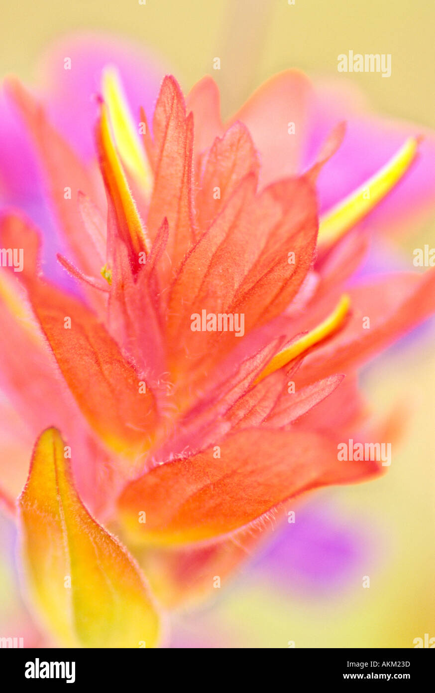 Indian paint brush 5 Stock Photo Alamy