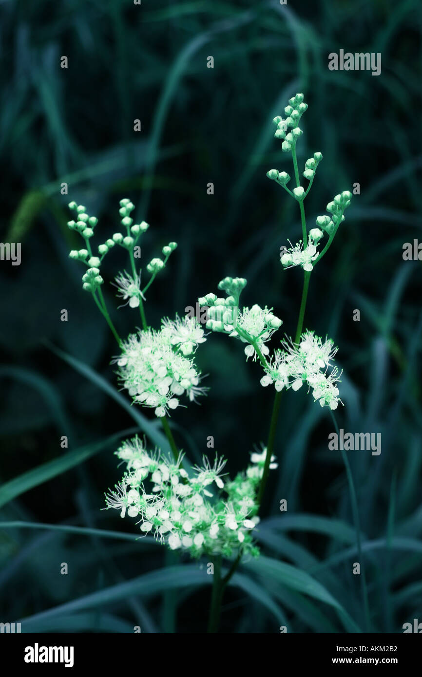white flower Stock Photo