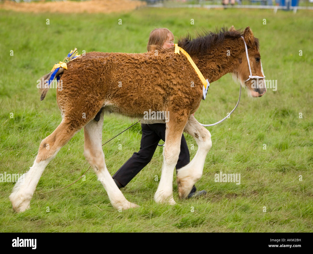 Shire Horse, Judging work Stock Photo Alamy