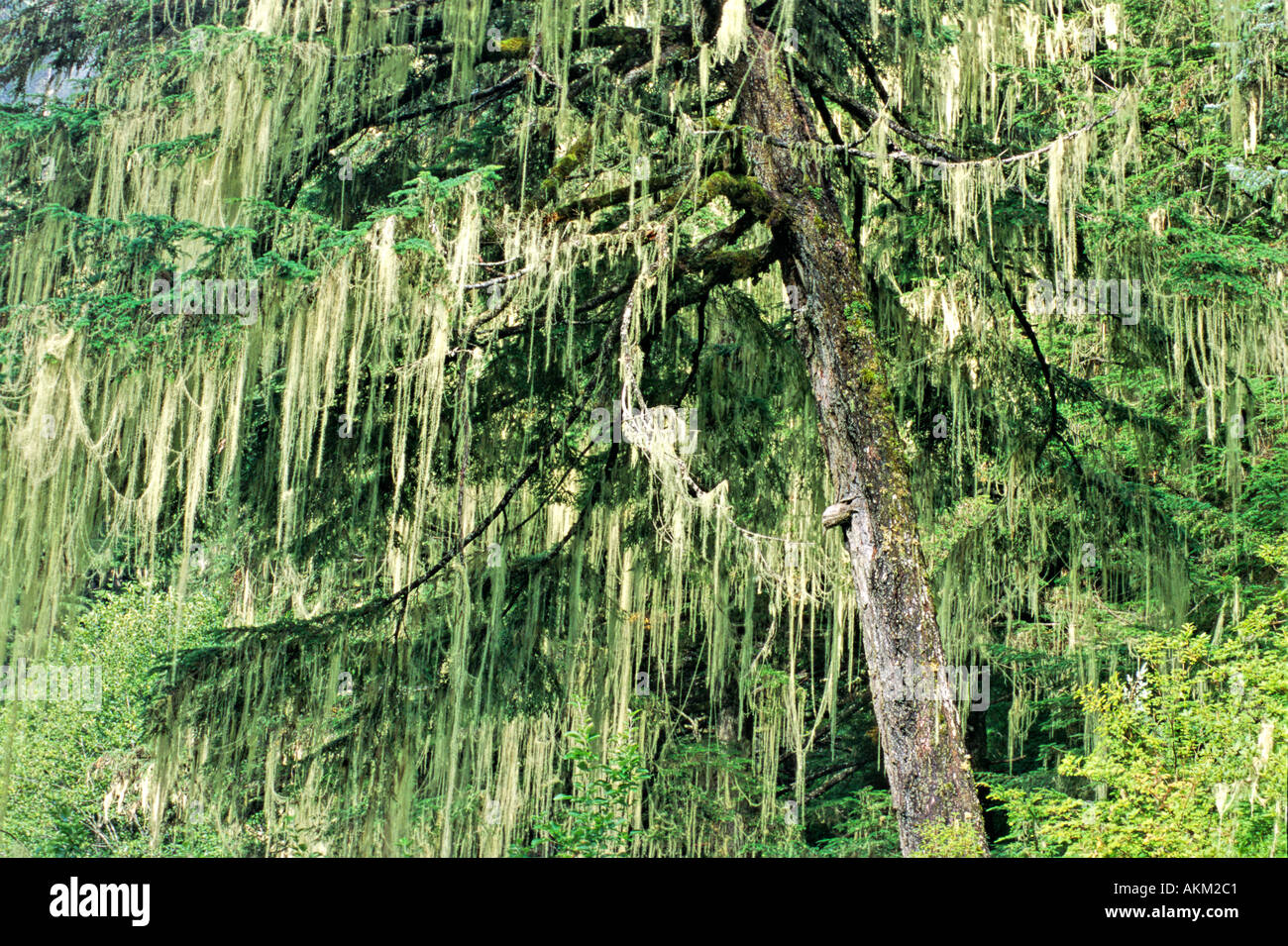 Hanging Moss Pacific coast rainforest 9 Stock Photo