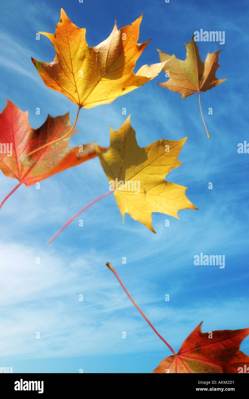 Yellow leaves in wind autumn hi-res stock photography and images - Alamy
