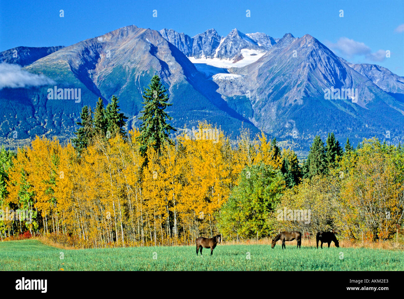 Hudson Bay Mountain and Horses Stock Photo Alamy