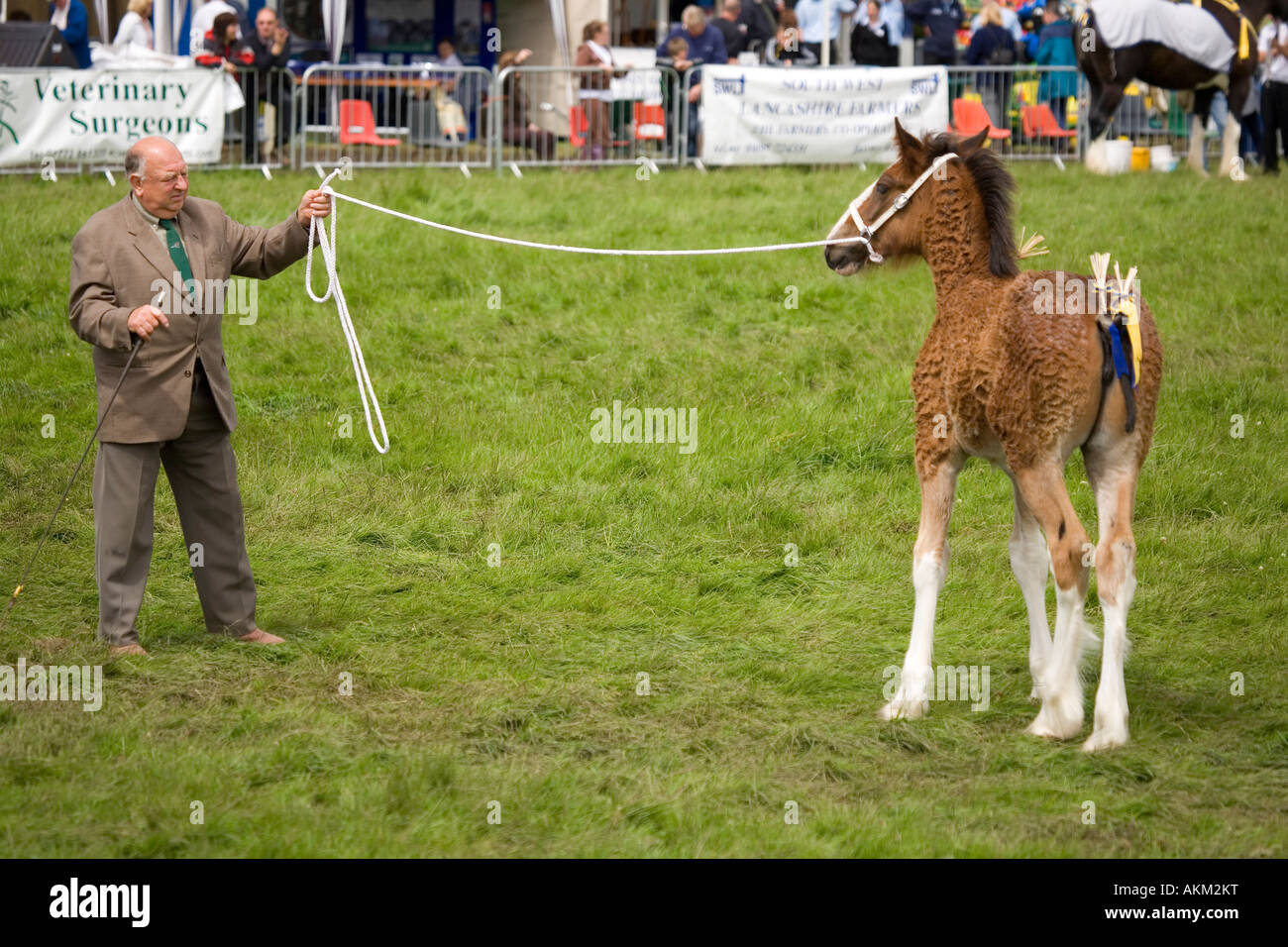 Shire Horse foal and handler at Great Eccleston Agricultural Show July