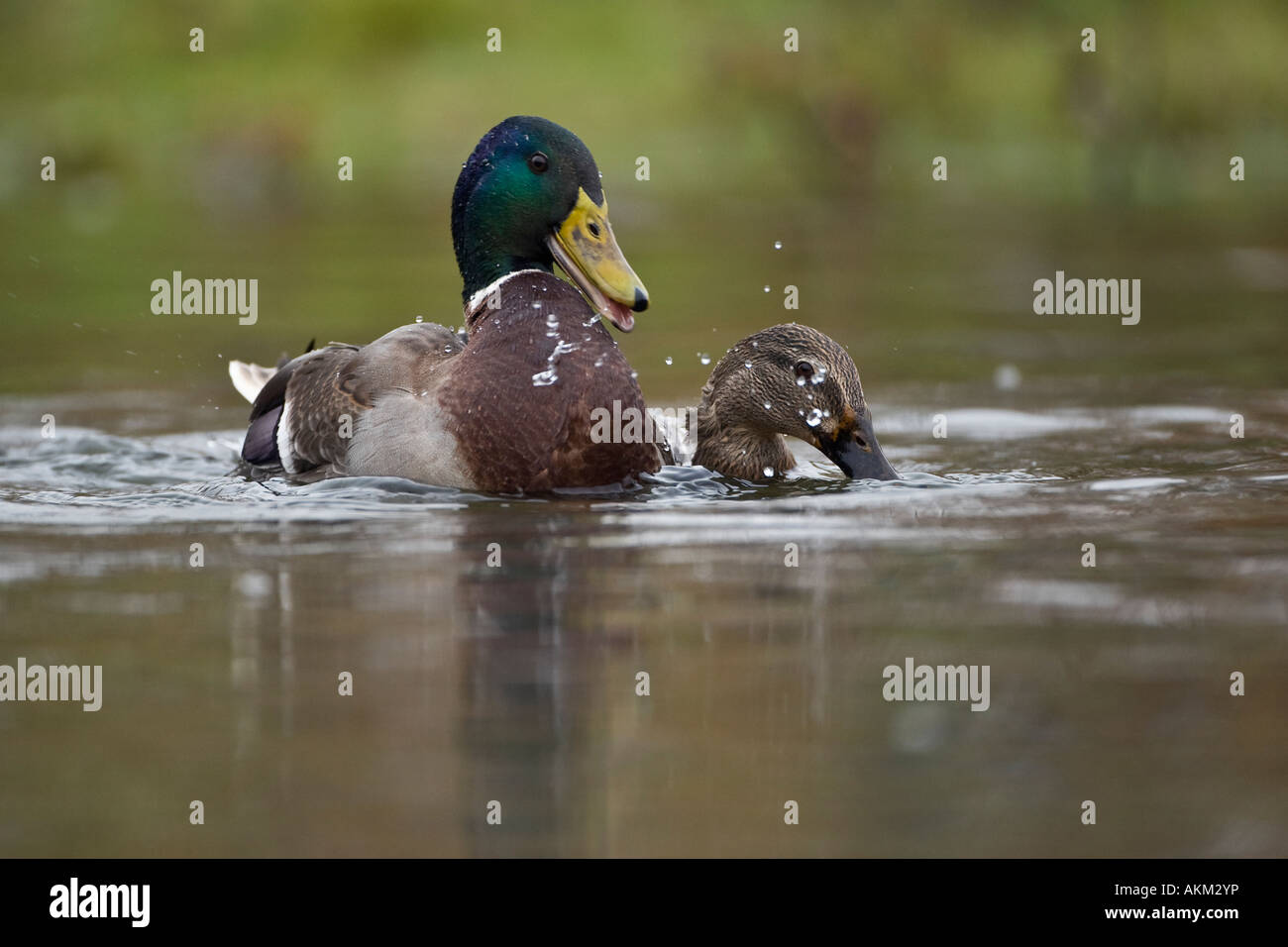 Mallards anas plaryrhynchos mating on water Potton Bedfordshire Stock Photo